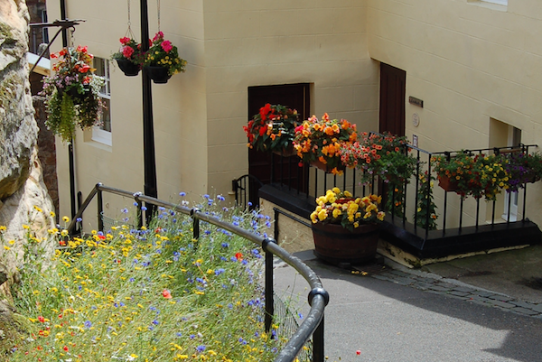 Flowers, near St Fillan's Cave, Pittenweem.